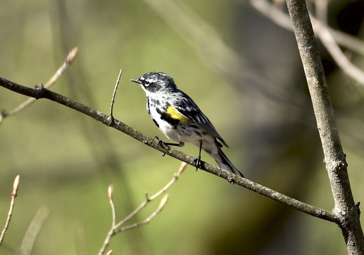Yellow-rumped Warbler - ML633968261