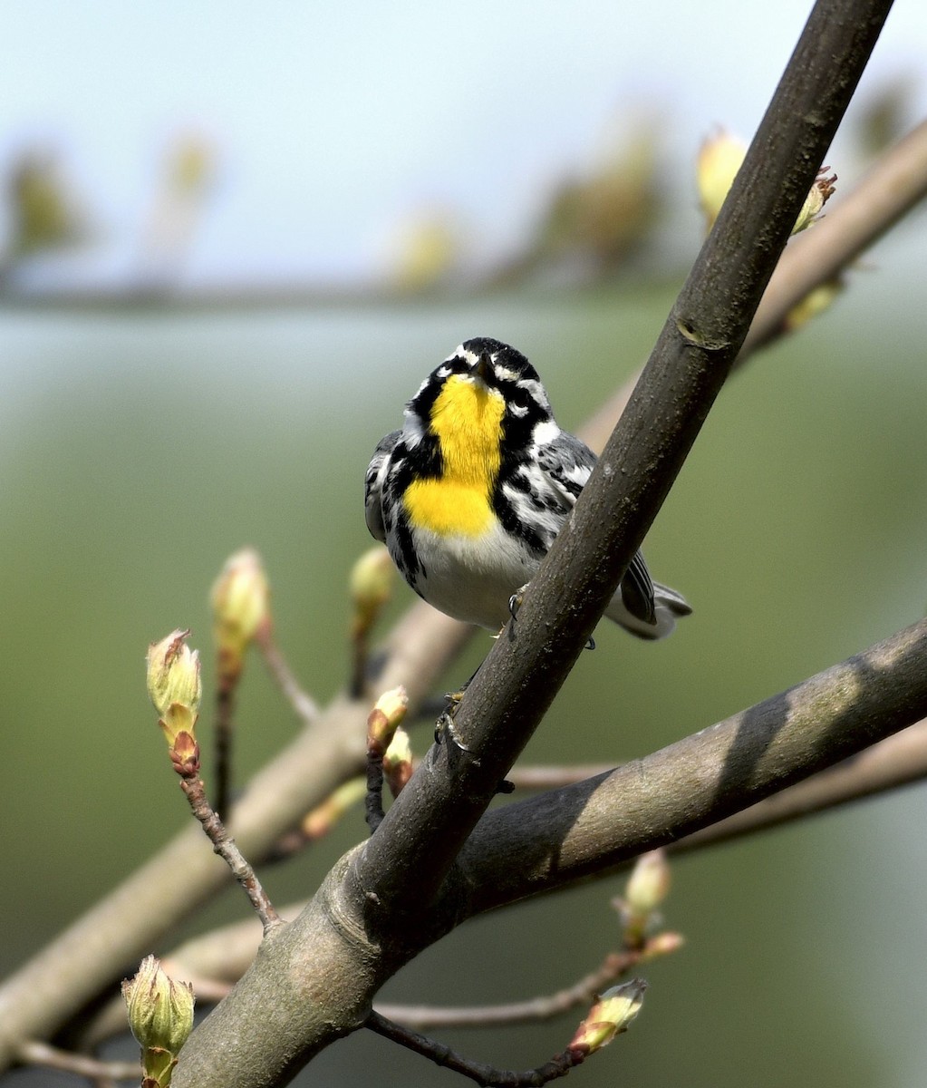 Yellow-throated Warbler - ML633968312