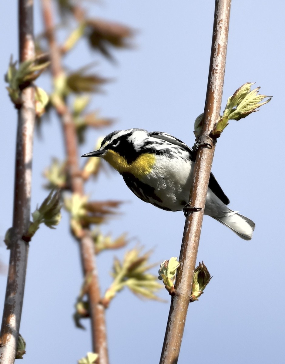 Yellow-throated Warbler - ML633968315