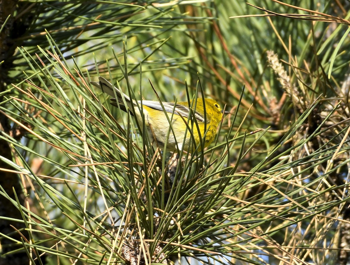 Pine Warbler - ML633968321