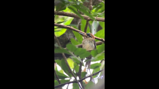 Tody Motmot - ML633968343