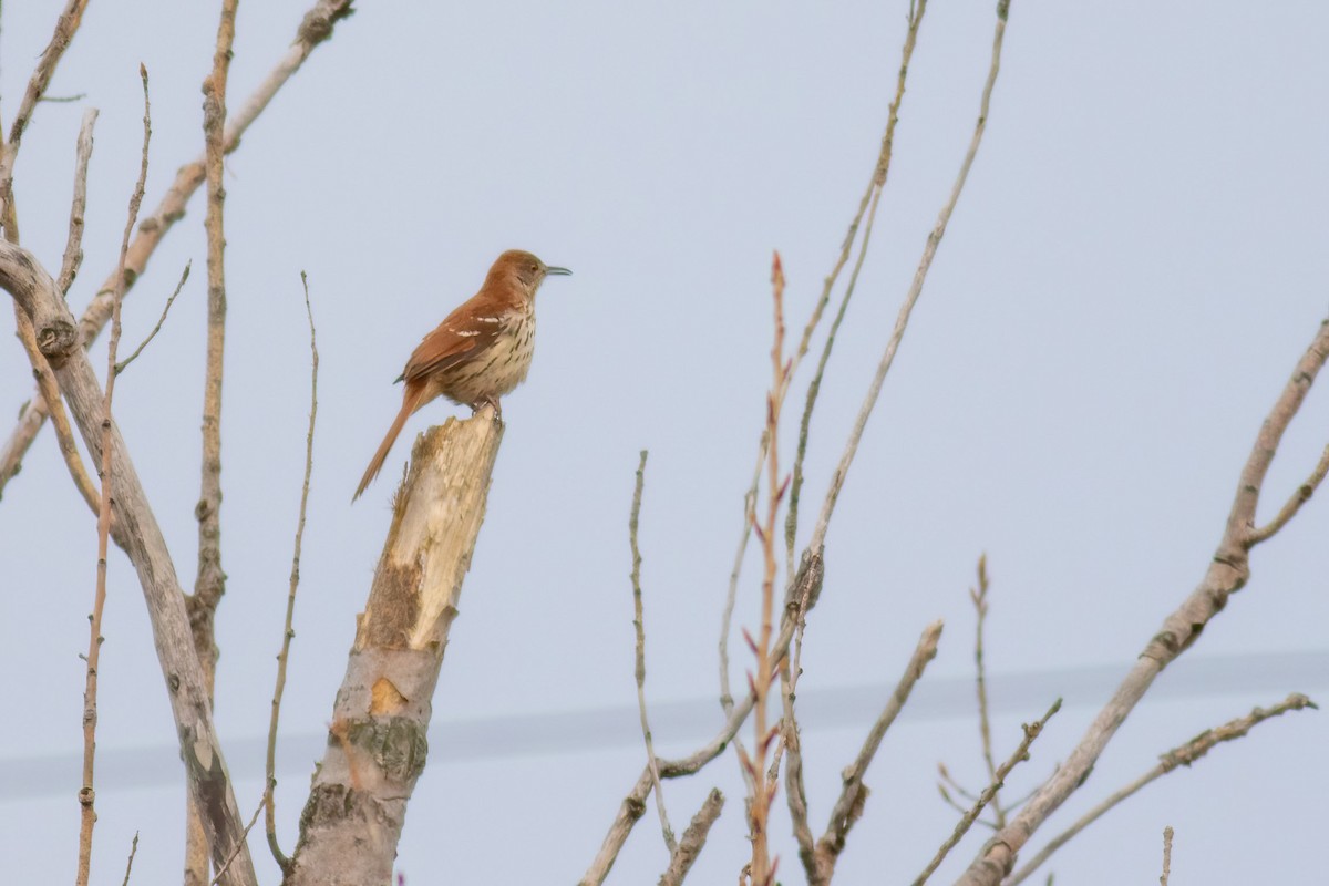 Brown Thrasher - ML633968626