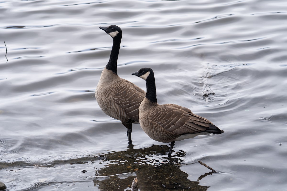 Cackling Goose - ML633968644