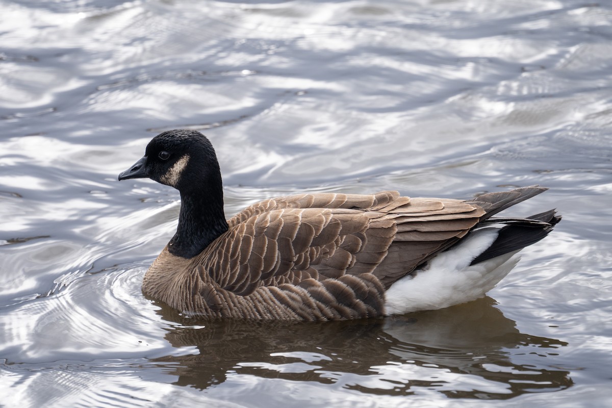 Cackling Goose - ML633968645