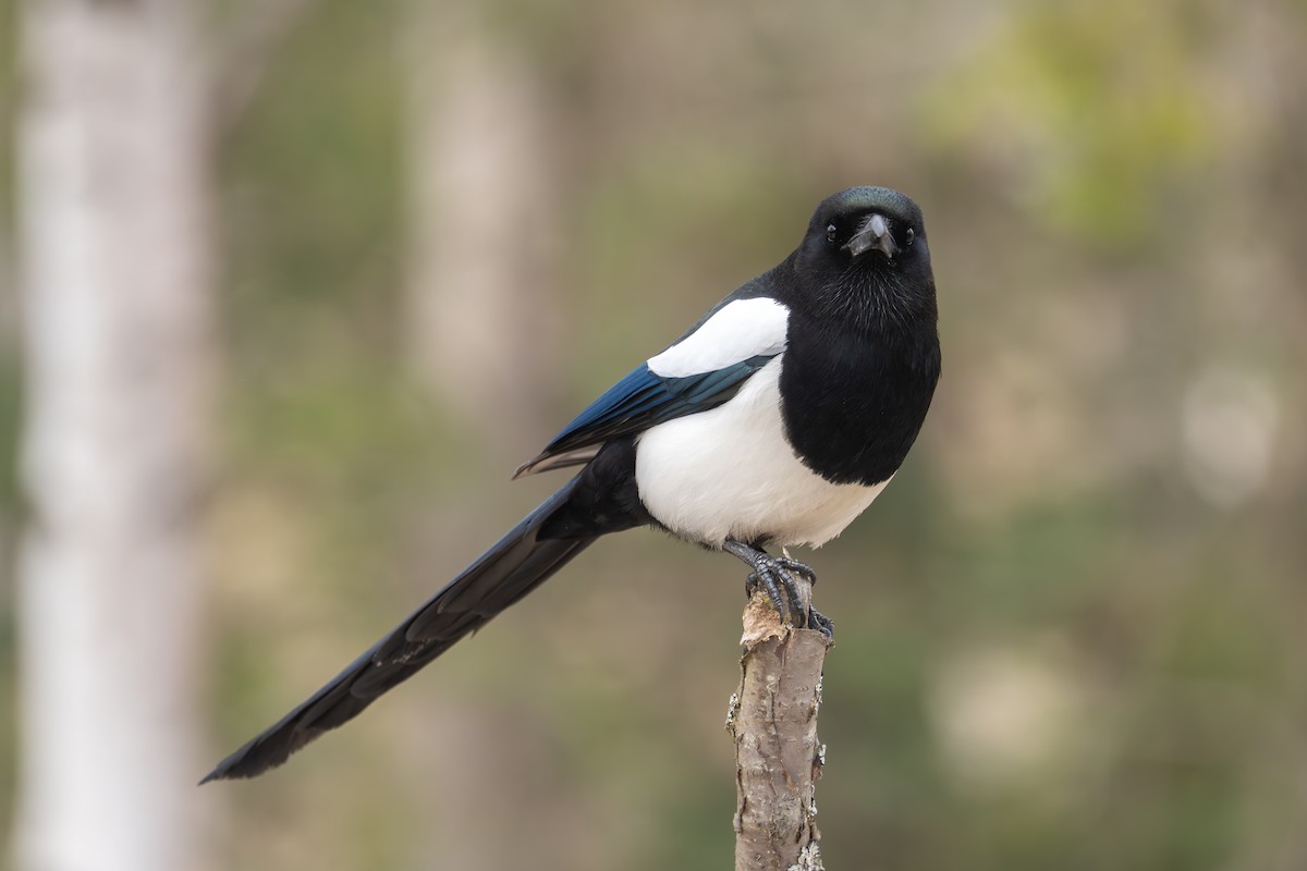 Black-billed Magpie - ML633968652