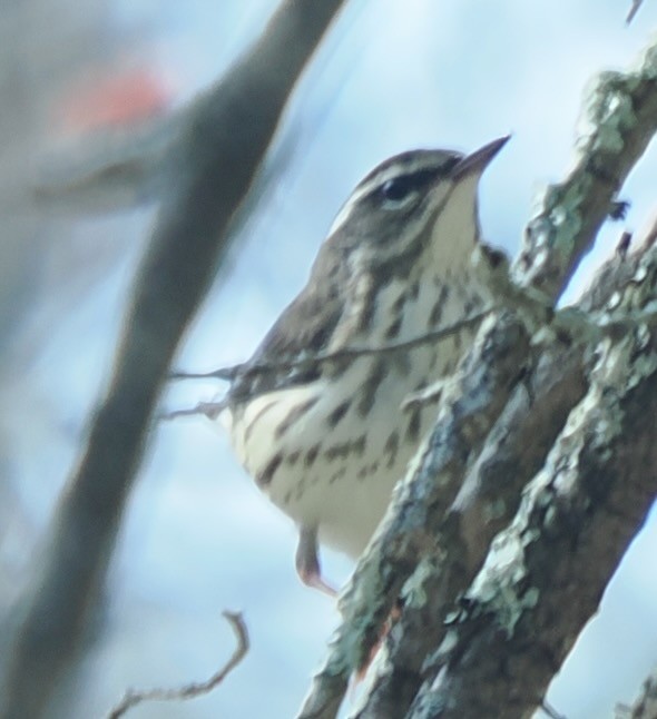 Louisiana Waterthrush - ML633968653