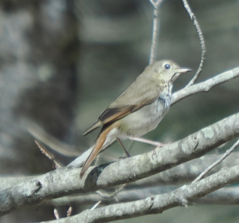 Hermit Thrush - ML633968669