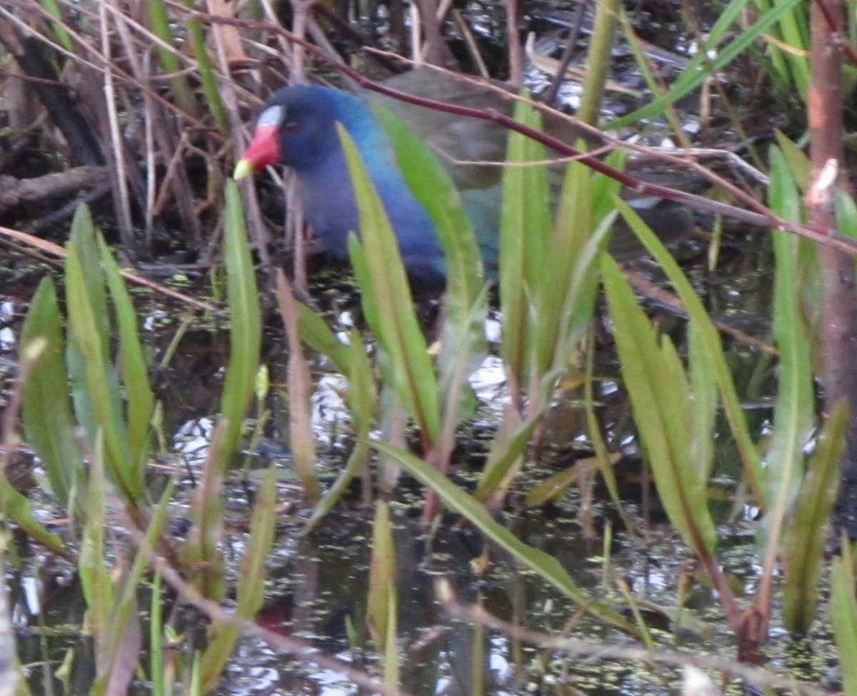 Purple Gallinule - ML633968754