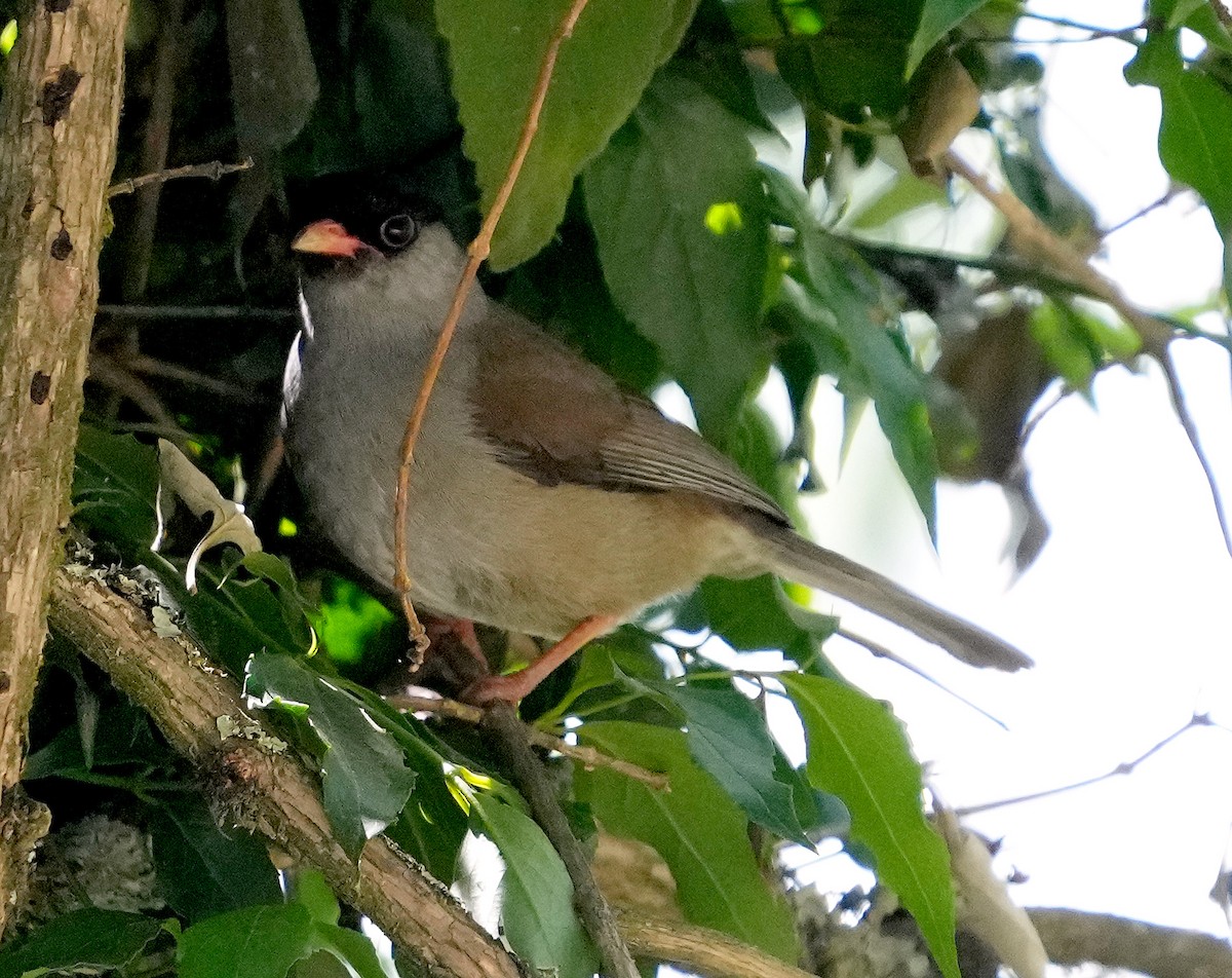 Bush Blackcap - ML633968774