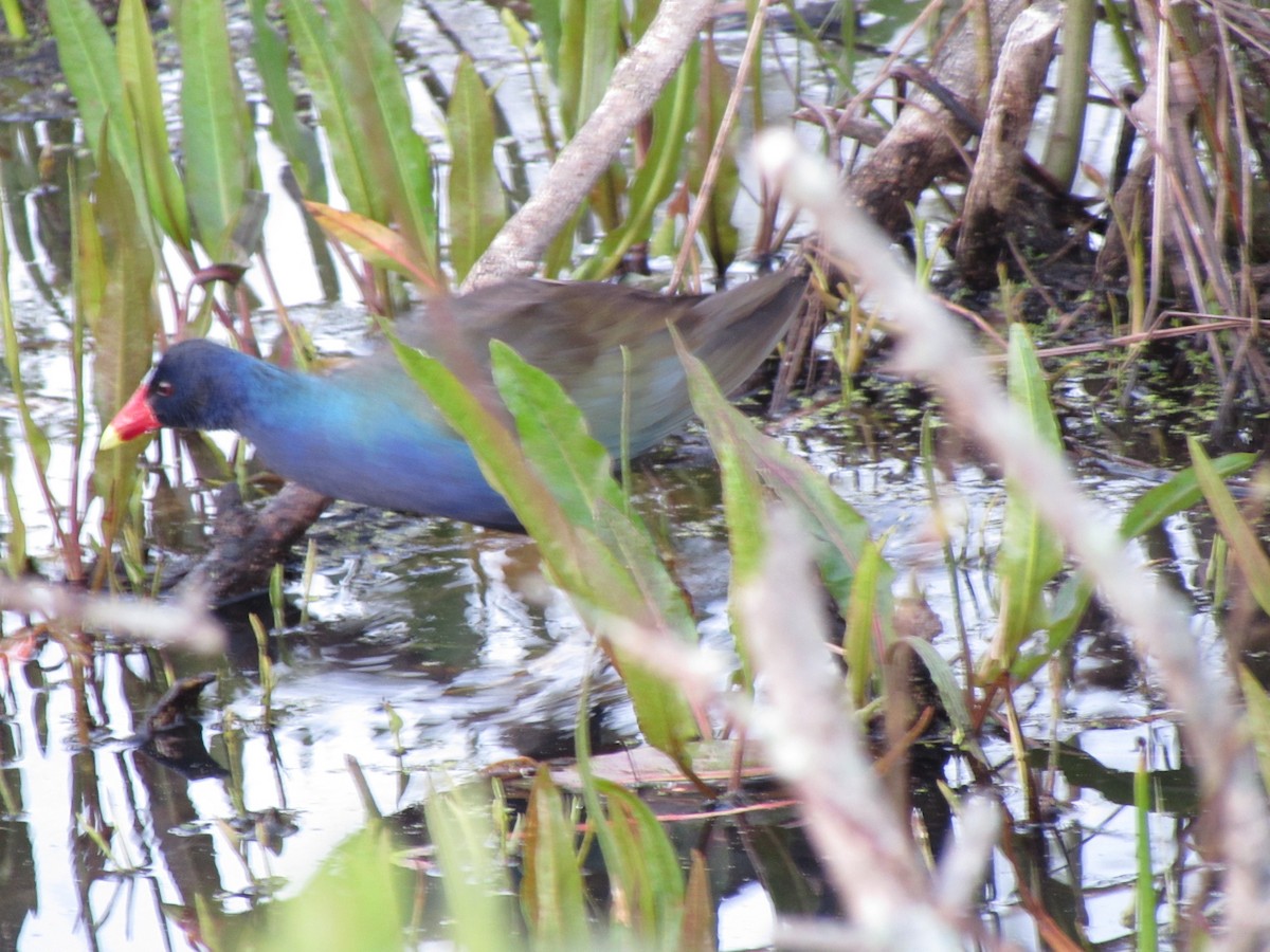 Purple Gallinule - ML633968775
