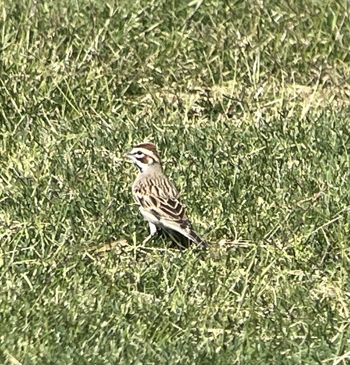 Lark Sparrow - ML633968842