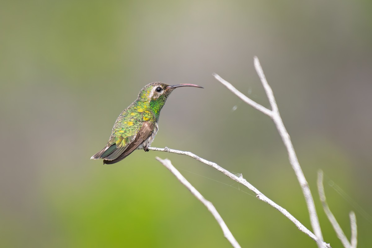 White-tailed Goldenthroat - ML633969063