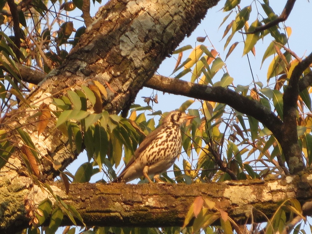 Groundscraper Thrush - ML633969095