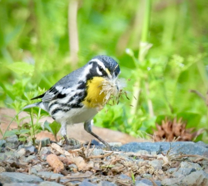 Yellow-throated Warbler - ML633969187