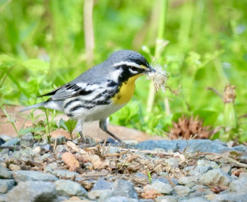 Yellow-throated Warbler - ML633969188