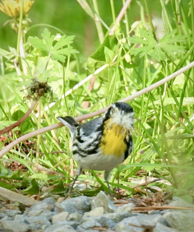 Yellow-throated Warbler - ML633969189