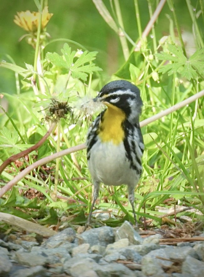 Yellow-throated Warbler - ML633969190