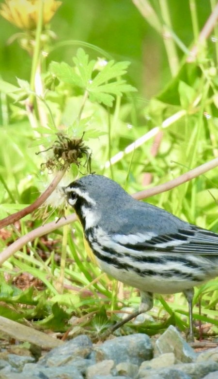 Yellow-throated Warbler - ML633969191