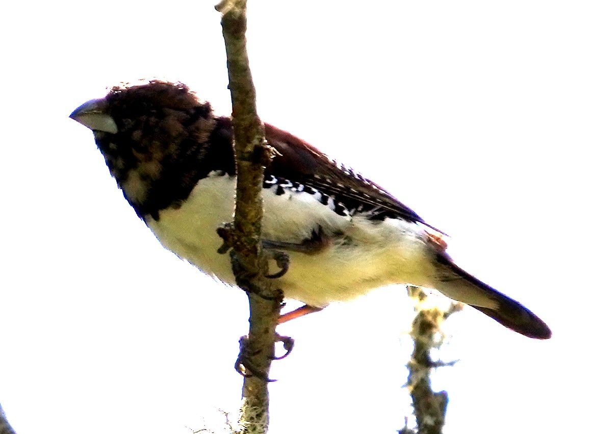 Black-and-white Mannikin (Red-backed) - ML633969215