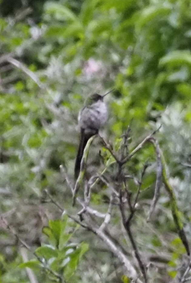 gråbukkolibri - ML633969256