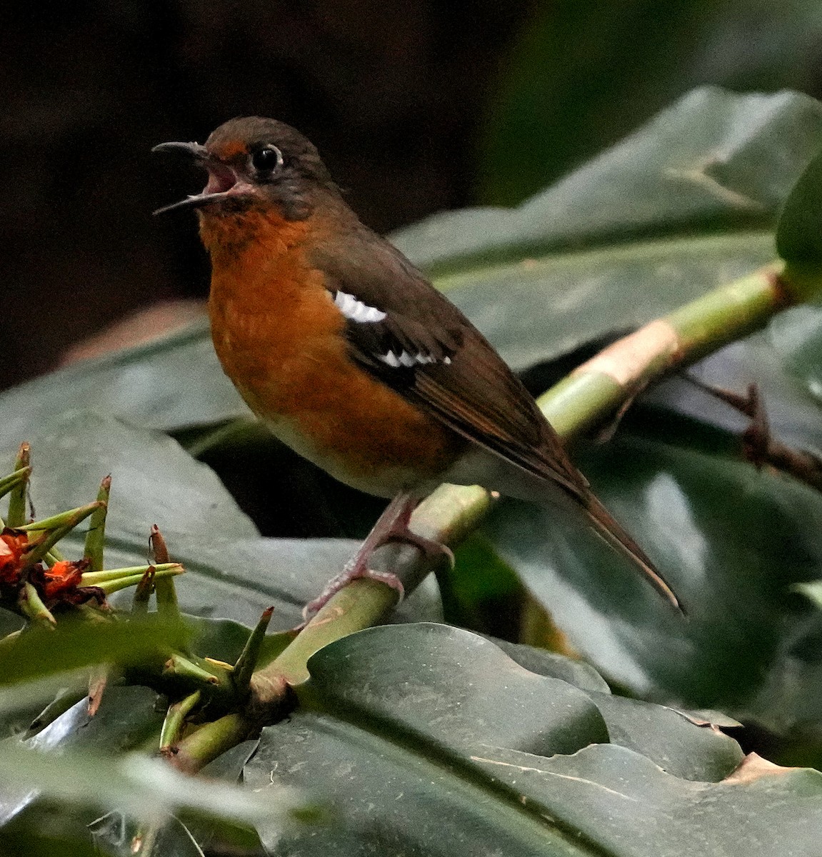 Orange Ground-Thrush - ML633969339