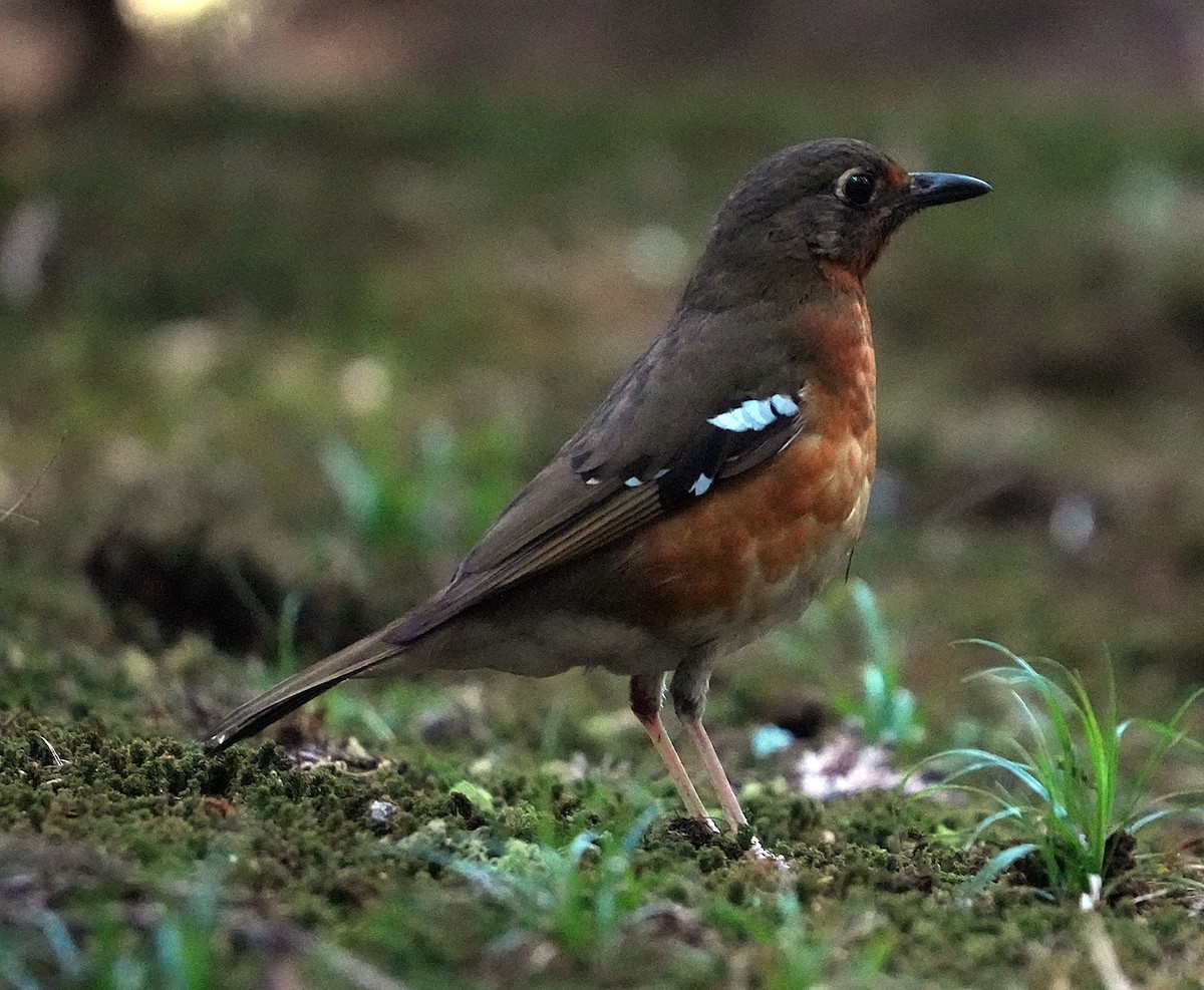 Orange Ground-Thrush - ML633969340