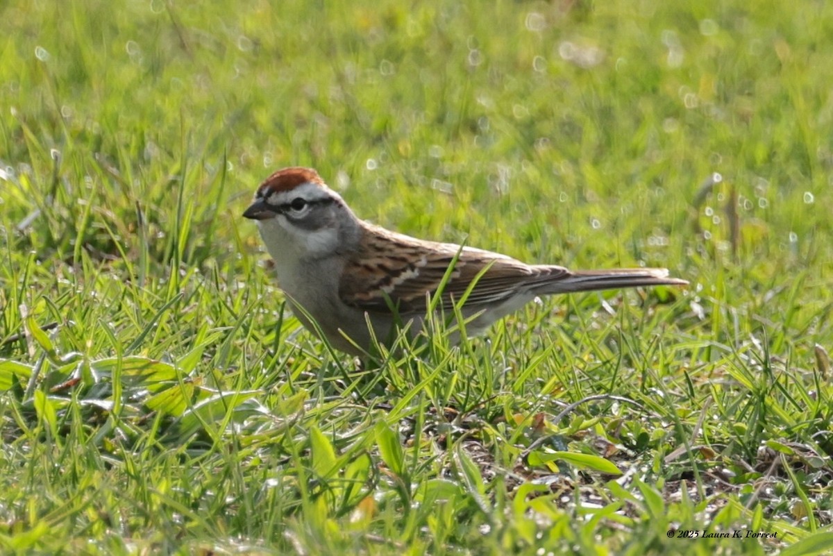 Chipping Sparrow - ML633969377