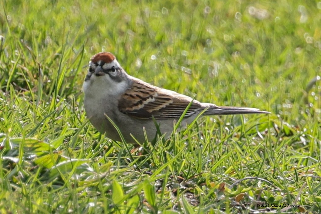 Chipping Sparrow - ML633969378
