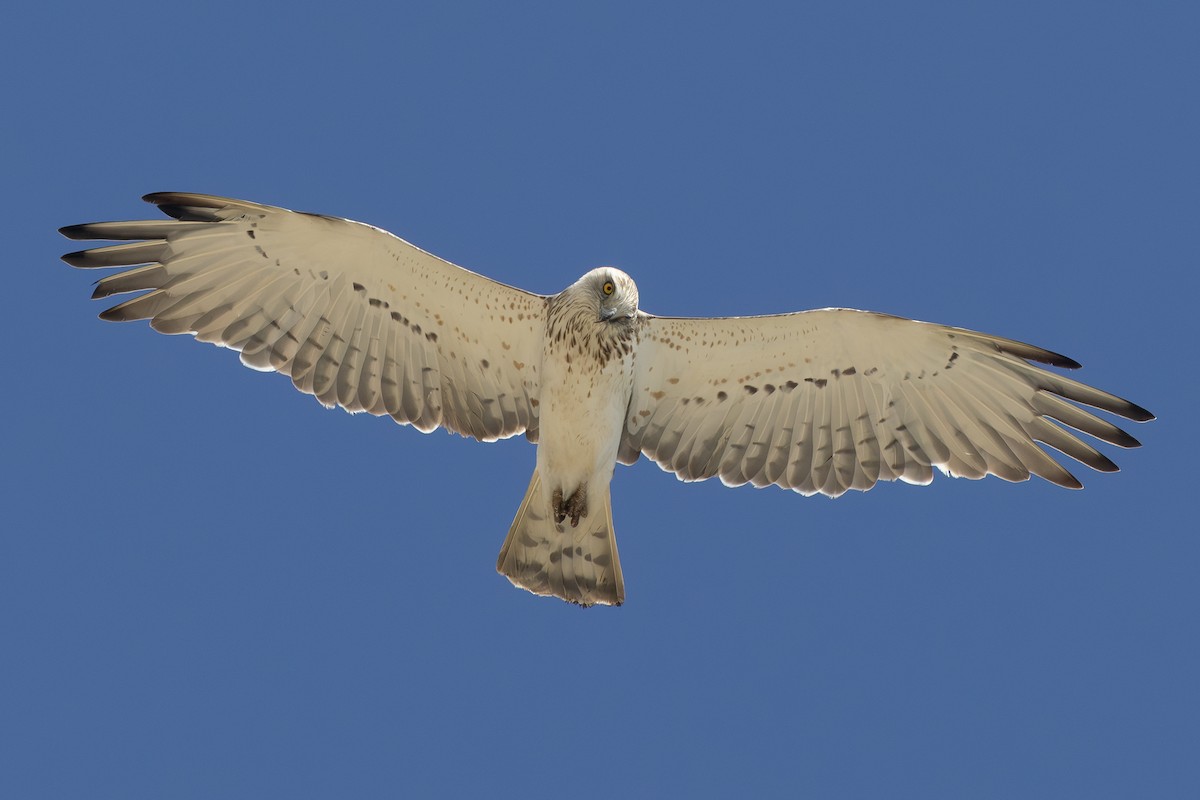 Short-toed Snake-Eagle - ML633969435