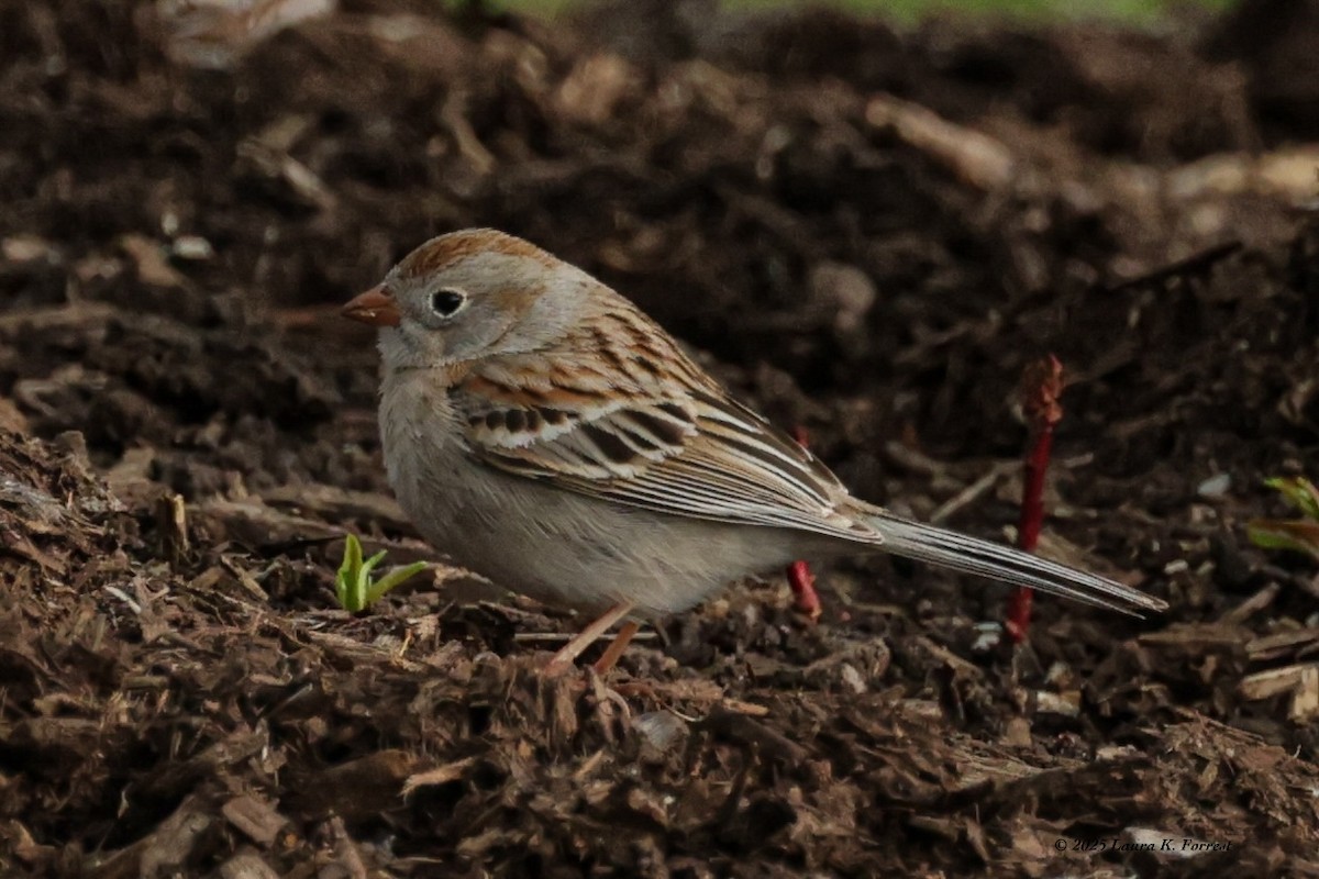 Field Sparrow - ML633969488