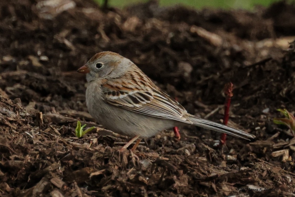 Field Sparrow - ML633969489