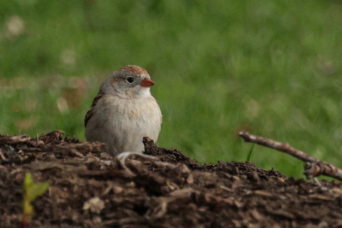 Field Sparrow - ML633969490