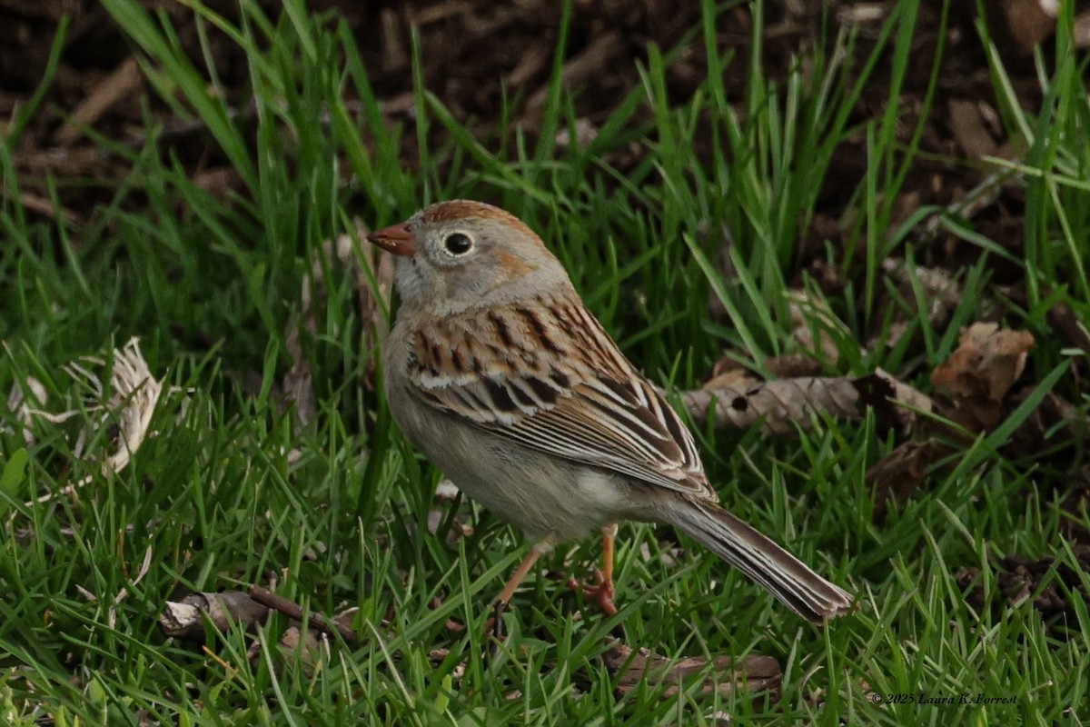 Field Sparrow - ML633969491