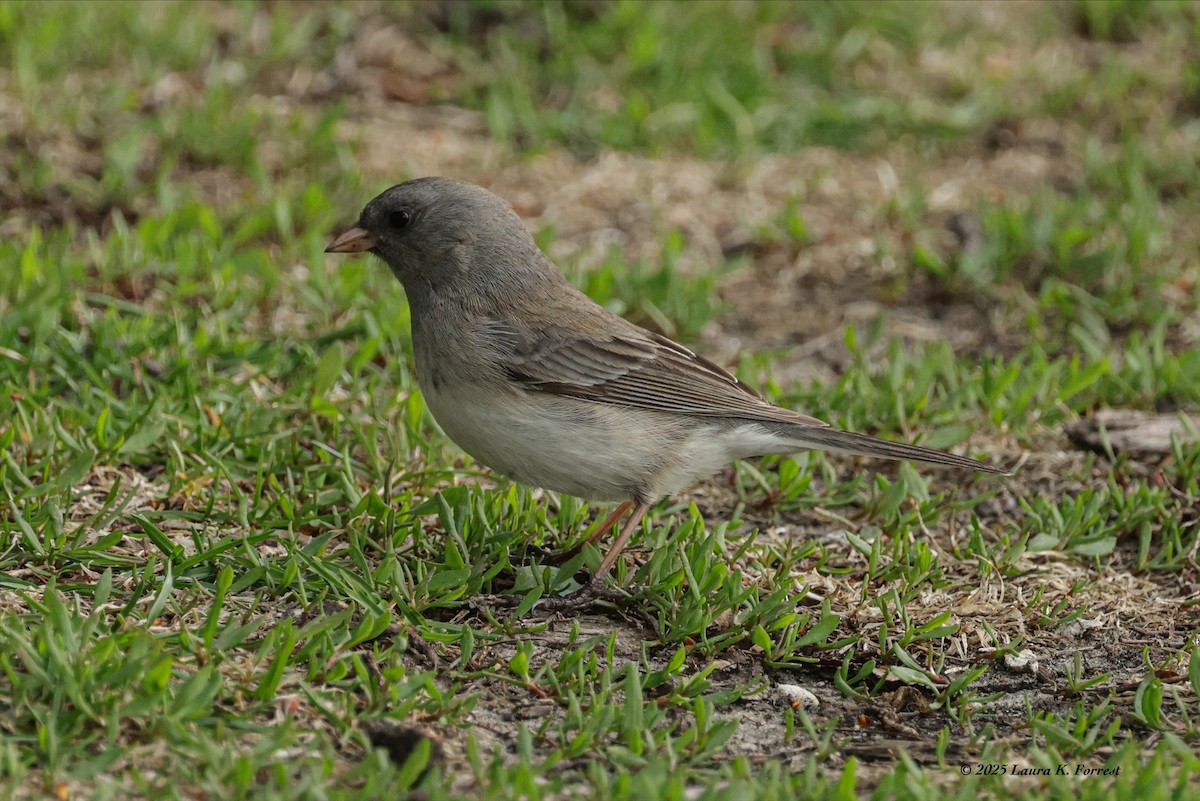 Dark-eyed Junco - ML633969514
