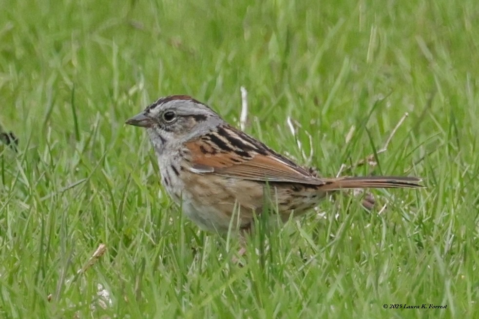 Swamp Sparrow - ML633969669