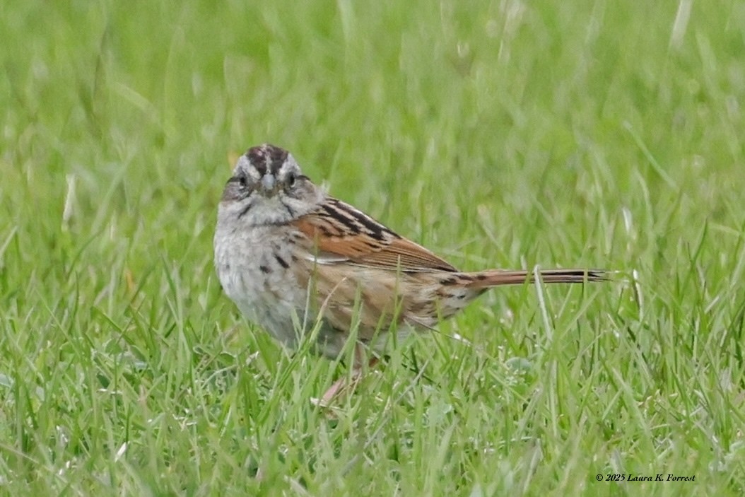 Swamp Sparrow - ML633969670
