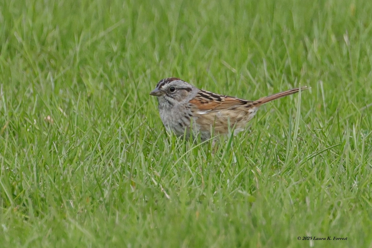 Swamp Sparrow - ML633969671