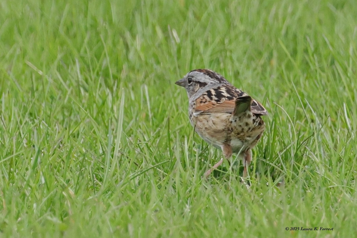 Swamp Sparrow - ML633969672