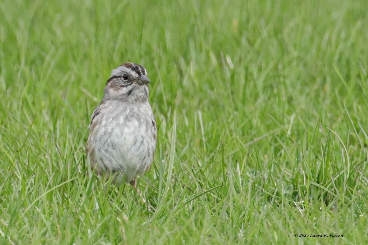 Swamp Sparrow - ML633969673