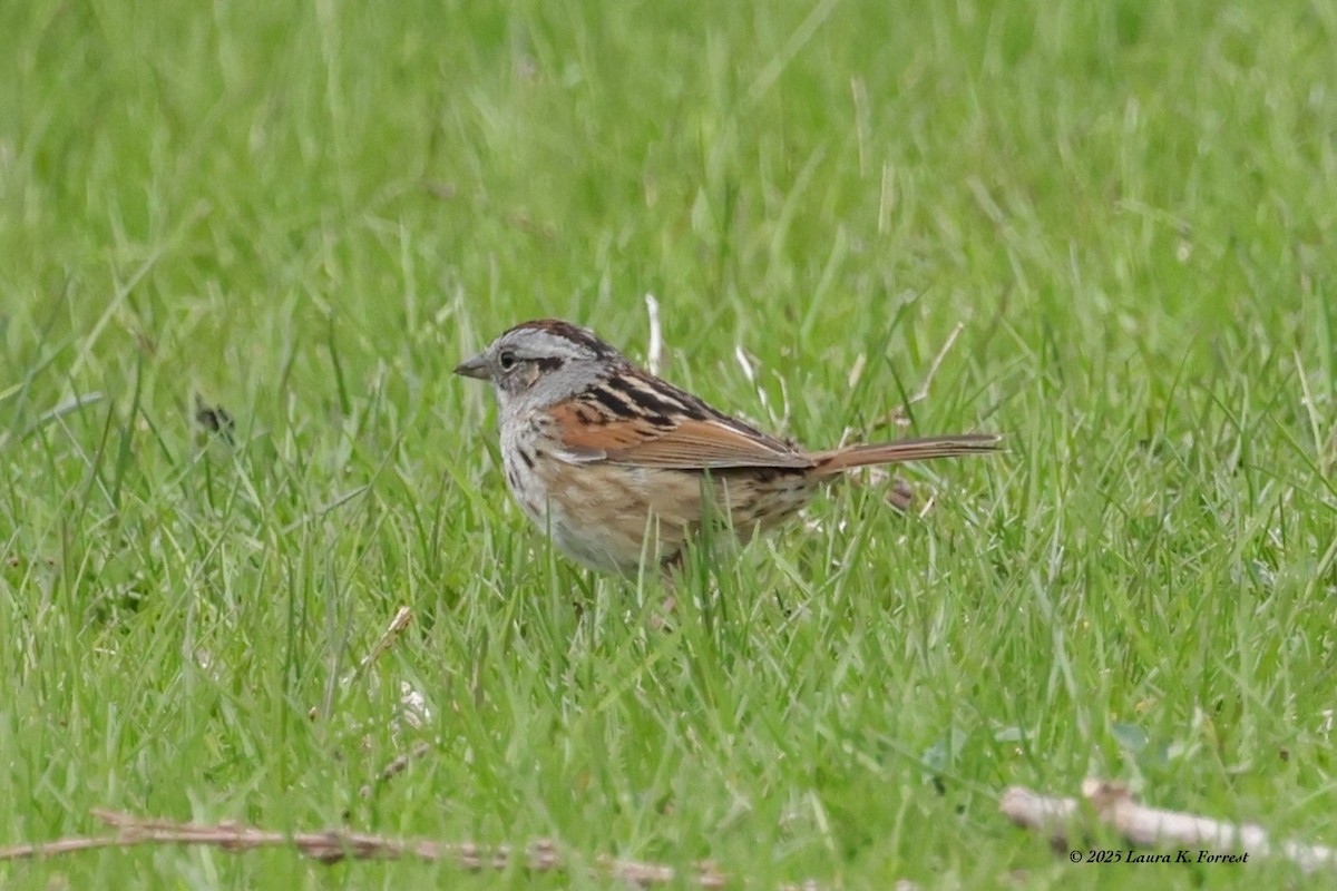 Swamp Sparrow - ML633969674