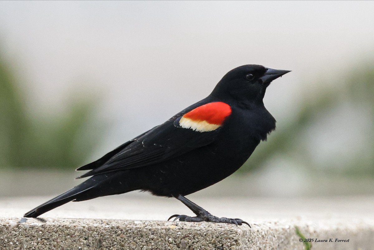 Red-winged Blackbird - ML633969691