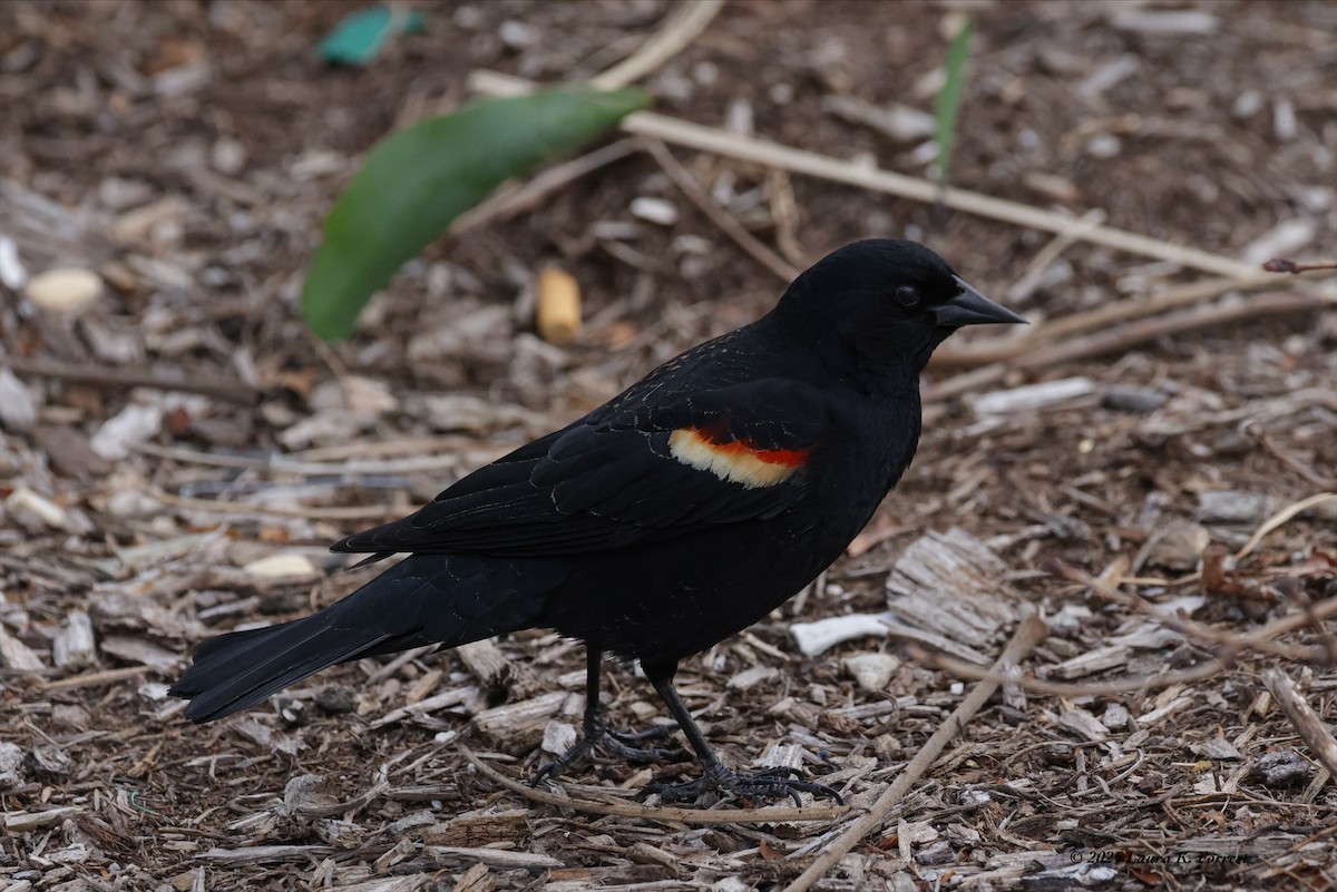 Red-winged Blackbird - ML633969692