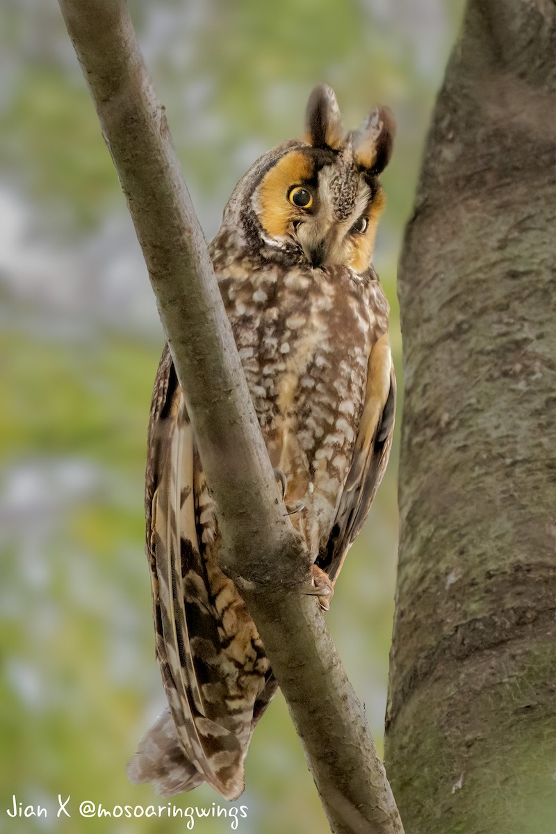 Long-eared Owl (American) - ML633969725