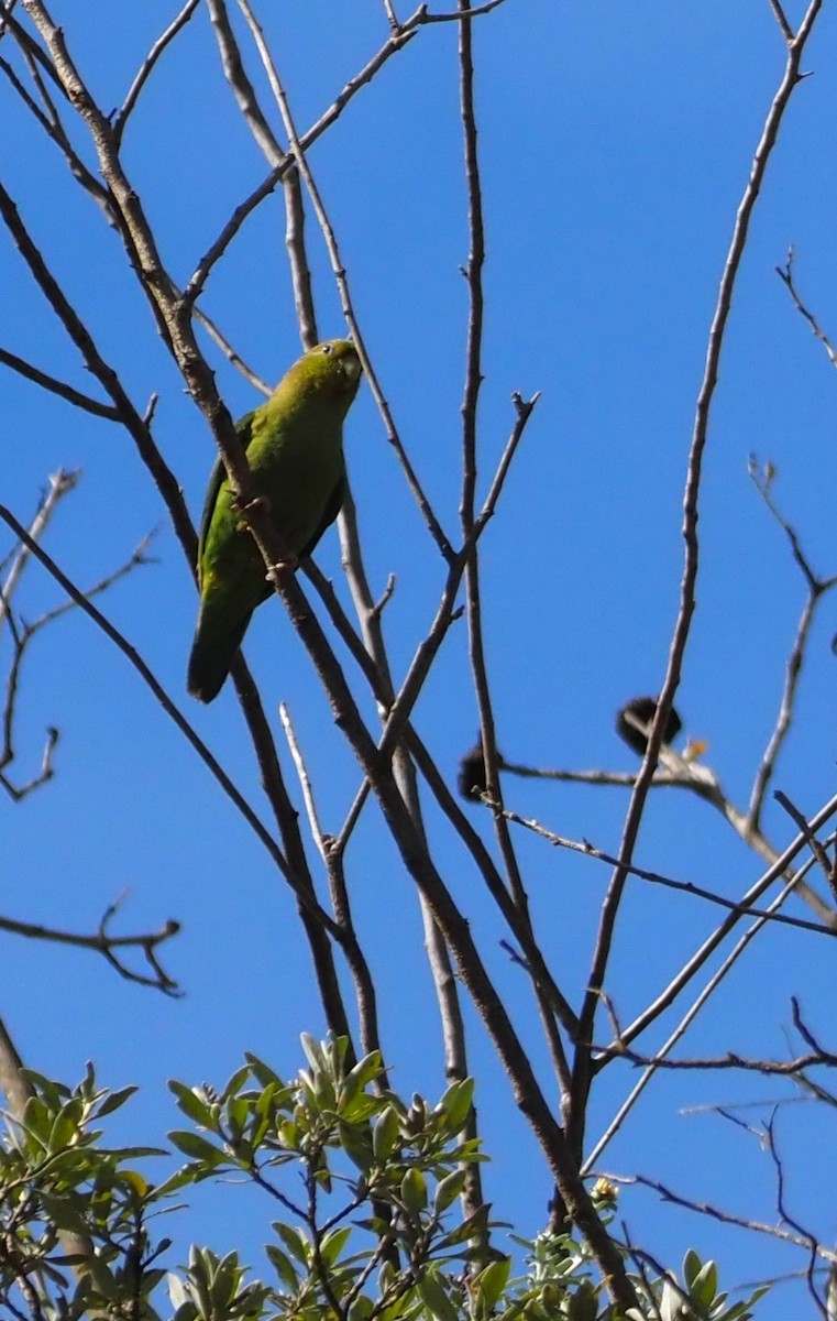 Andean Parakeet - ML633969735