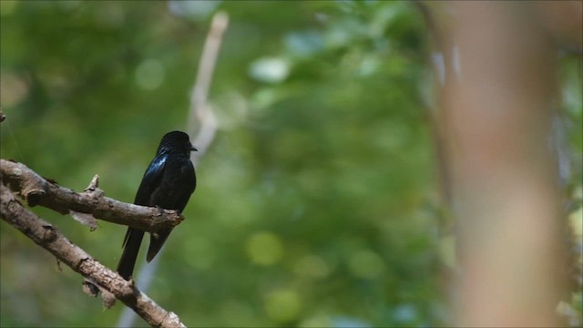 Bronzed Drongo - ML633969781