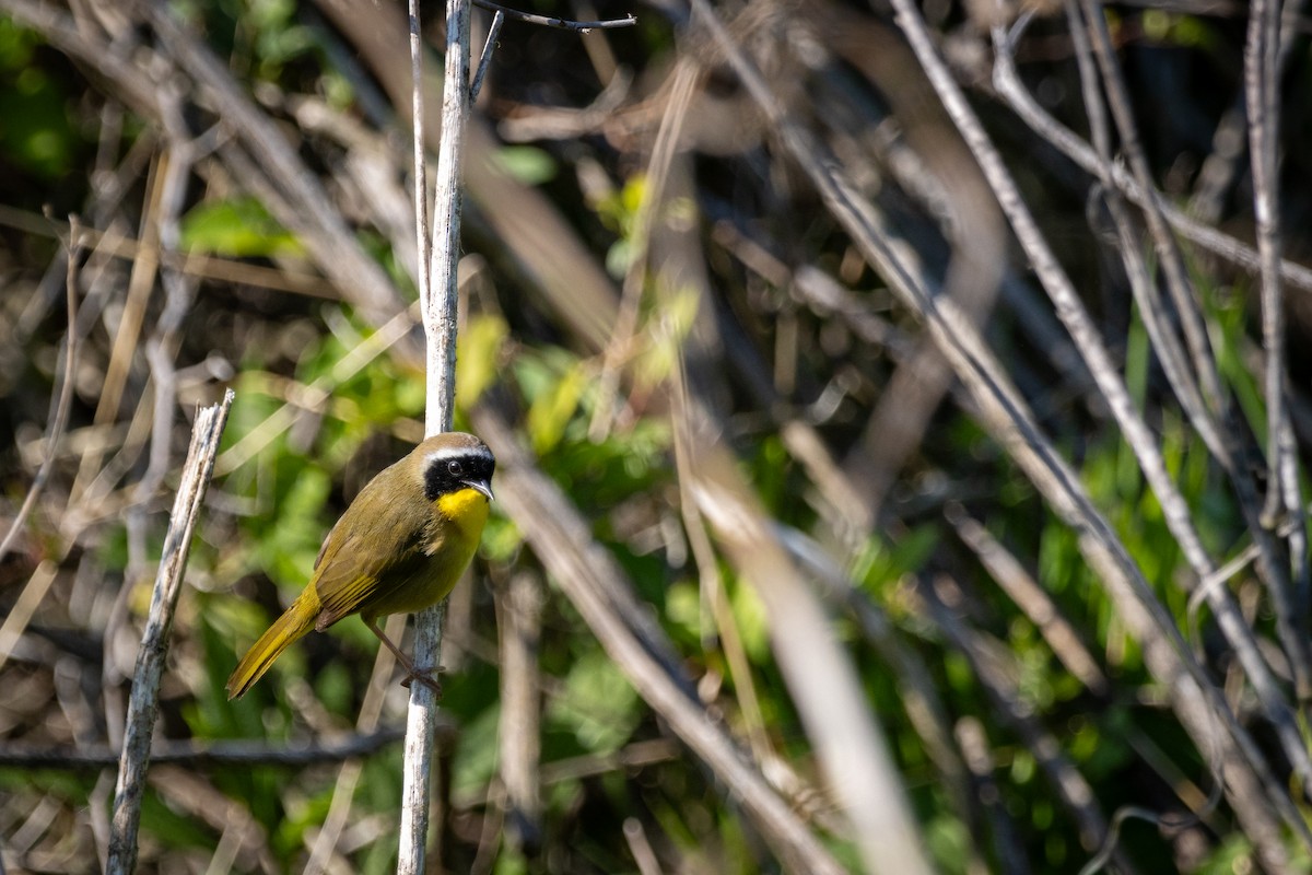 Common Yellowthroat - ML633969803