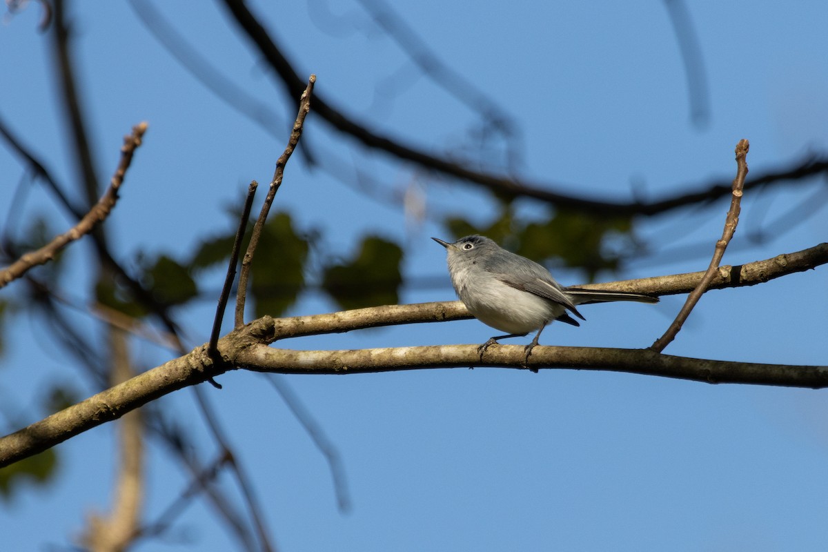 Blue-gray Gnatcatcher - ML633969805