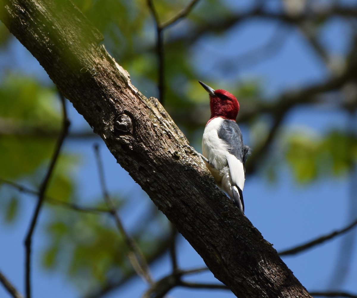Red-headed Woodpecker - ML633969806