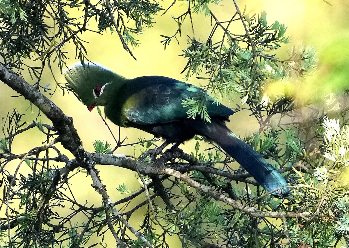 Knysna Turaco (Southern) - ML633969835