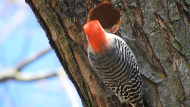 Red-bellied Woodpecker - ML633969862